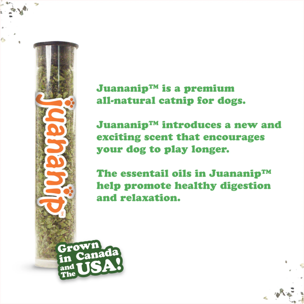 Doggijuana Tuffer Chewer Dill Pickle Dog Toy For Cheap