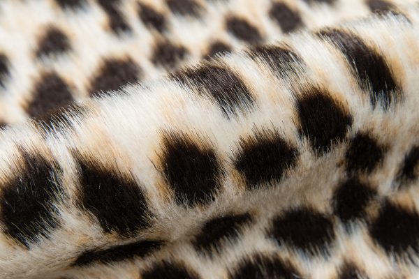 Momeni Acadia Cheetah Rug Online