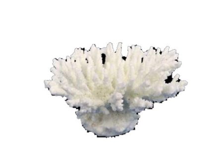 Weco Products South Pacific Coral Tabletop Ornament White, 1 Each XXS by Weco Online Sale