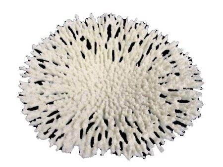 Weco Products South Pacific Coral Round Tabletop Ornament White, 1 Each Large by Weco Cheap