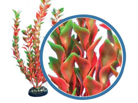 Weco Products Freshwater Pro Series Ludwigia Aquarium Plant Red, 1 Each 6 in by Weco Hot on Sale