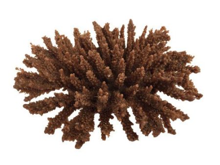 Weco Products South Pacific Coral Tabletop Ornament Brown, 1 Each Small by Weco Sale